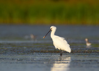 Close-up of a Eurasian spoonbills  portrait on a blurred background. The detail of the plumage and...