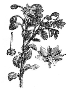 Borage or starflower (Borago officinalis) / Antique engraved illustration from Brockhaus Konversations-Lexikon 1908