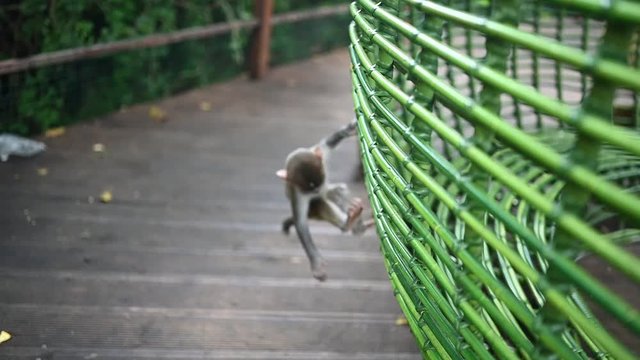 Rhesus macaque funny cute baby child eating and playing in tropical nature forest park of Hainan, China. Wildlife scene with danger animal. Macaca mulatta slow motion video