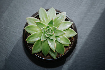 Succulent plant in a pot isolated on dark grey textured background. Top down view. Copy space.