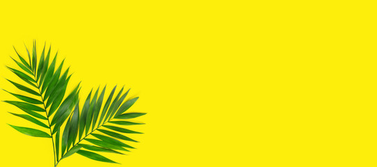 Fototapeta na wymiar Minimal tropical green palm leaf on yellow paper background.