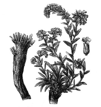 Alkanet herb (alkanna tinctoria) / Antique engraved illustration from Brockhaus Konversations-Lexikon 1908