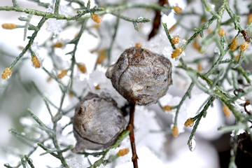 cypress evergreen coniferous tree image