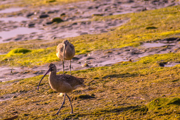 Curlews looking for a snack at Mission Bay beach