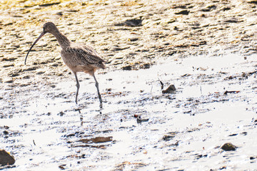 Walking Curlew in Mission Bay beach 