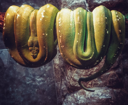 Green snake hanging on a branch