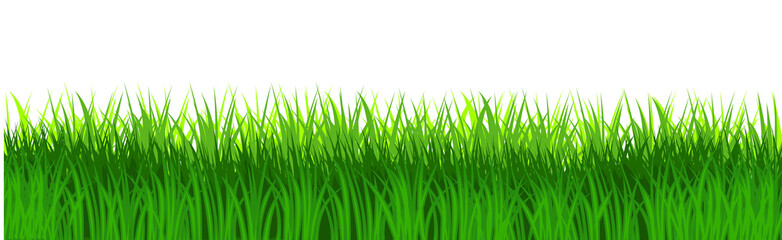 Grass field isolated vector. Green dense juicy lawn grass. Spring Summer. Isolated. Grassland landscape. Meadow. Horizontal Herbs Garden.