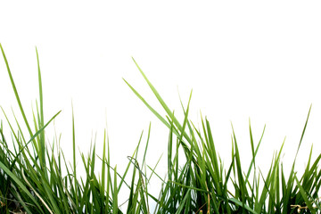 Fresh Green Lawn Grass on a White Background