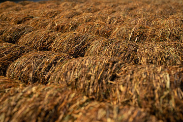 Close up dry tobacco rolled into cubes and dried in the sun.