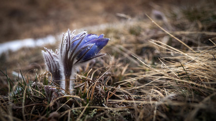 Little pulsatilla flower in bloom in spring, Altai Mountains
