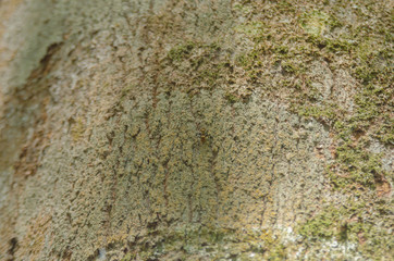 wood texture