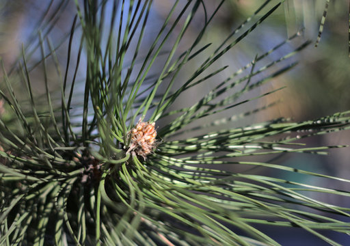 Close Up Of Pine Needles