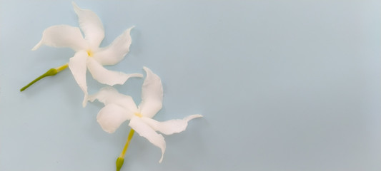 A bouquet of white flowers on a blue background