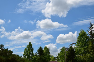sky and clouds and tree