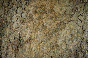 old Tree bark texture background