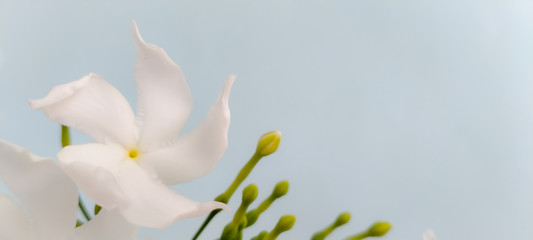 Fototapeta na wymiar A bouquet of white flowers on a blue background