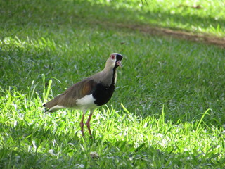 The southern lapwing (Quero-quero), at City Timbó, State of Santa Catarina - Brazil