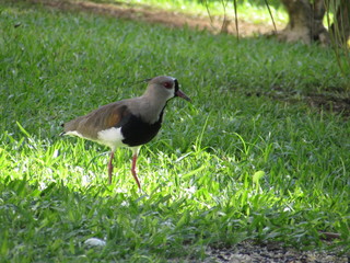 The southern lapwing (Quero-quero), at City Timbó, State of Santa Catarina - Brazil