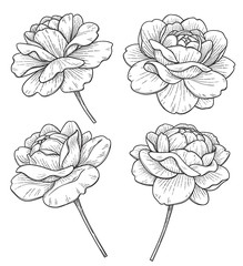 Hand drawn Monochrome Rose Flowers
