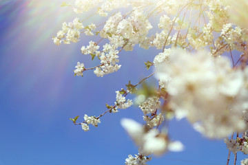 Flowering cherry branch against the blue sky. Spring time