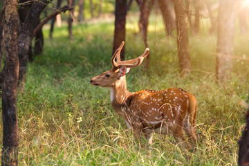 Obraz premium Beautiful young male chital or spotted deer grazing in grass in Ranthambore National Park, Rajasthan, India