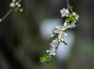 white flowers 