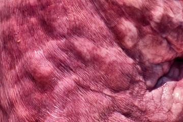 Fototapeta na wymiar Fresh lungs and pig liver closeup, structure