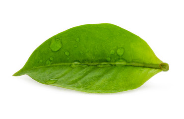 Closeup of fresh green leaf with water droplets on white background. Isolated and clipping path photo.