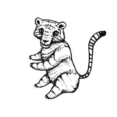 Tiger - ink drawing. Cartoon character.