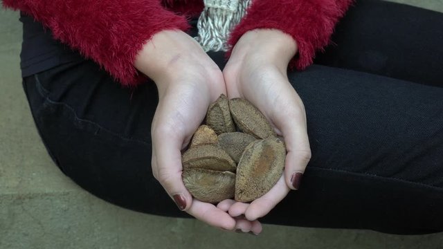 Close up of fresh brazil nuts with shell from the Amazon in the hand of a girl with red painted nails. Concept of healthy food, health, superfoods, organic, ingredient, gastronomy and cooking.