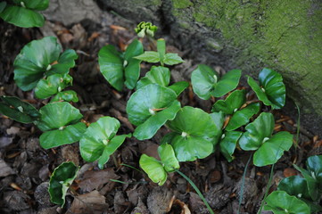 Buchenkeimlinge im Park von Rheinsberg