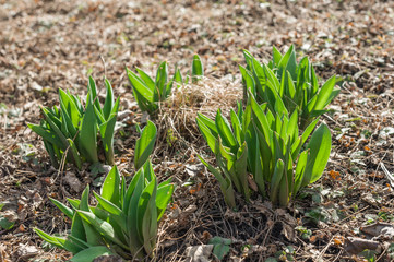 blue primroses in the spring landscape, spring blooming in a clearing, blue spring flowers in the green grass,blue primroses in the garden close up