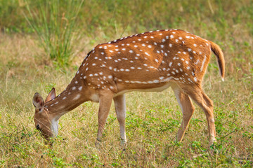 Naklejka na ściany i meble Young female chital or spotted deer grazing in fresh green grass in the forest of Ranthambore National Park. Safari, ecology tourism, animal protection concept. Rajasthan, India