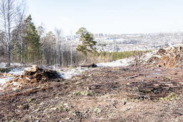 Stump on the ground. Old stumps in the park in winter. Stumps on a forest trail. Deforestation, the constant removal of trees to make way for something other than the forest.