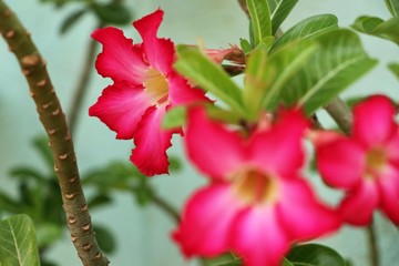 Red adenium flowers. Adenium obesum is a colorful houseplant in temperate regions.