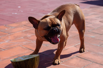 Fototapete bei efototapeten.de bestellen   