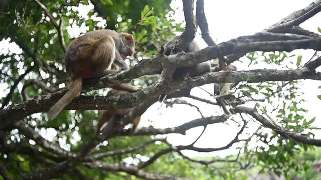 Babies red face monkeys Rhesus macaque playing and pissing from tree branch in tropical nature park of Hainan, China. Cheeky monkey in the natural forest area. Wildlife scene. Slow motion video