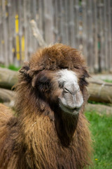Camel portrait