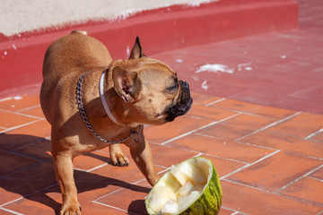 Fototapete bei efototapeten.de bestellen   