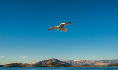 Seagulls flying above Ionian sea.