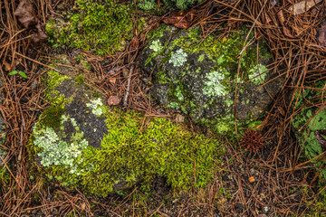 Lichen and moss on rocks