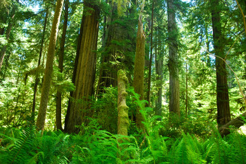 Sun shining through vibrant green redwood forest