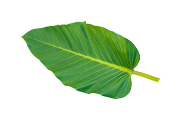 Obraz premium Green leaf front side isolated on white