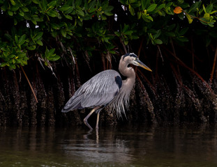 Grey Heron on the Hunt