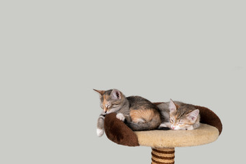 kittens