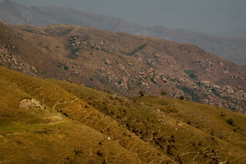Central Asia. Kyrgyzstan. Freely grazing herds of sheeps and horses in the Eastern part of the...