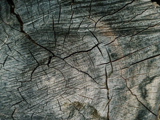 log and cracked logs