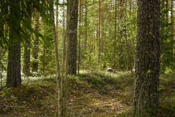 Obraz premium Forest landscape in early spring