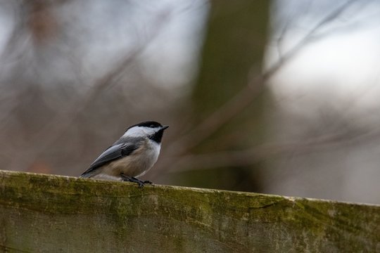 Closeup shot of a black-capped chickadee perched on wood with a blurred background
