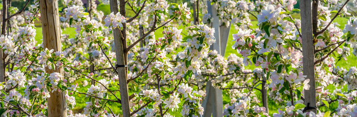 Obstbäume und Apfelblüte im Frühling